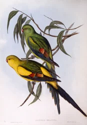 Regent papegoja (Polytelis anthopeplus), Gravyr av John Gould
