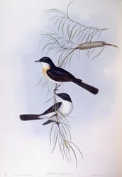 Rastlös flugsnappare (Myiagra inquieta), Gravyr av John Gould