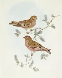 Rosenfinke (Erythrospiza incarnata), Indgravering af John Gouldswed