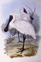Kunglig skednäbb (Platalea regia), Gravyr av John Gould