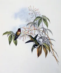Ruby-throated Hummingbird (Archilochus colubris), gravyr från Monograph of Trochilidae eller Humming Birds (1849-1861), av John Gould (1804-1881), Storbritannien