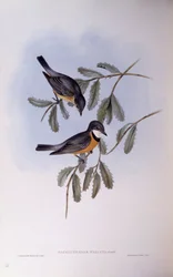 Rufous whistler (Pachycephala rufiventris), Gravyr av John Gould