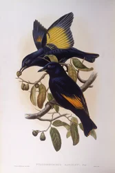 Satinbowerbird (Ptilonorhynchus violaceus), gravyr av John Gould