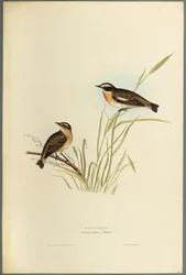 Saxicola Rubetra - Whinchat (färg litho på vävt papper)