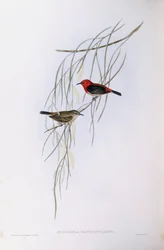 Scarlet myzomela (Myzomela sanguinolenta), gravyr av John Gould