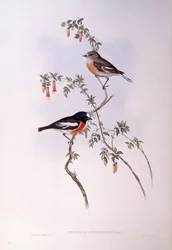 Scarlet robin (Petroica multicolour), Gravyr av John Gould