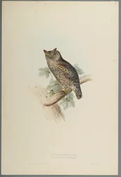 Scops Aldrovandi - Scops Eared Owl (färg litho på vävt papper)