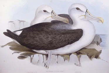 Blyg albatross (Diomedea o Thalassarche cauta), Gravyr av John Gould