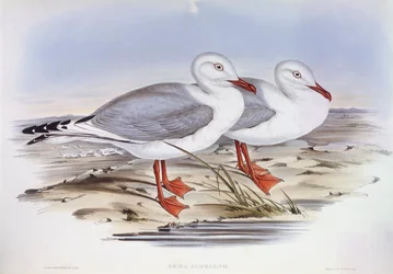 Silvermås (Larus novaehollandiae), Gravyr av John Gould