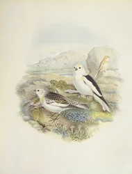 Snösparv (Plectrophenax nivalis), illustration