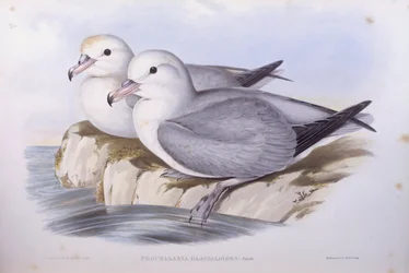 Södra havstulpan (Fulmarus glacialoides), Gravyr av John Gould