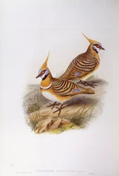 Spinifexduva (Lophophaps eller Geophaps plumifera leucogaster), gravyr av John Gould