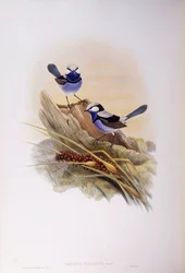 Splendid fairywren (Malurus splendens), Gravyr av John Gould