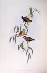 Fläckig pardalot (Pardalotus punctatus), gravyr av John Gould