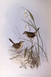 Trästrimmig calamanthus (Calamanthus fuliginosus), gravyr av John Gould