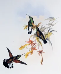 Randstjärtad kolibri (Eupherusa eximia), gravyr ur Monograph of Trochilidae or Humming Birds (1849-1861), av John Gould (1804-1881), Storbritannien
