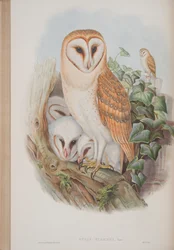 Strix Flammea, tallrik från The Birds of Great Britain av John Gould, publicerad 1862-73 (handfärgad lito)