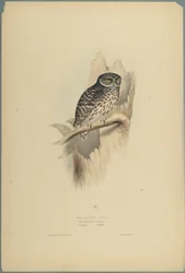 Strix Pafsernia - Noctua (färg litho på vävt papper)