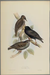 Sturnus Vulgaris - Stare (färg litho på vävt papper)