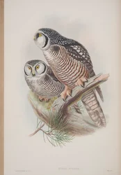 Surnia Funerea, tallrik från The Birds of Great Britain av John Gould, publicerad 1862-73 (handfärgad litho)