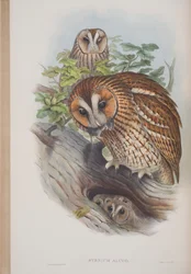 Syrnium Aluco, tallrik från The Birds of Great Britain av John Gould, publicerad 1862-73 (handfärgad lito)