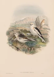 Storbritanniens fåglar: Plestrophanes nivalis.