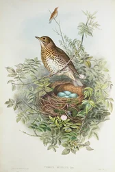 Trast med sitt bo (färg litho)