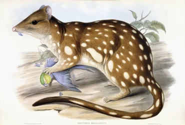 Tiger Quoll