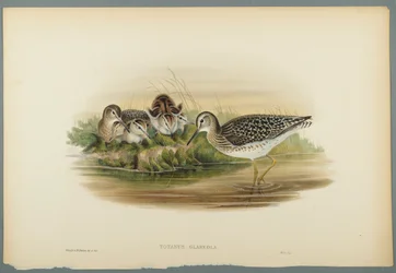 Totanus Glareola - Wood Sandpiper (färg litho på vävt papper)
