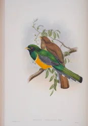 Trogon Atricollis, tallrik från The Birds of Great Britain av John Gould, publicerad 1862-73 (handfärgad lito)