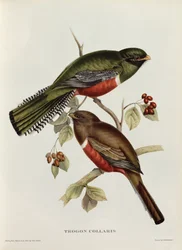 Halsbandstrogon ur ”Tropiska fåglar”, 1800-talet