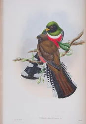 Trogon Mexicanus, tallrik från The Birds of Great Britain av John Gould, publicerad 1862-73 (handfärgad litho)