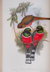 Trogon Personatus, tallrik från The Birds of Great Britain av John Gould, publicerad 1862-73 (handfärgad lito)