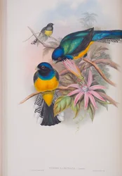 Trogon Ramoniana, tallrik från The Birds of Great Britain av John Gould, publicerad 1862-73 (handfärgad litho)