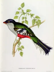 Trogon Temnurus från 