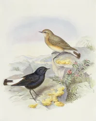 Variabelt vete (Oenanthe picata), gravyr av John Gould