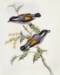 Vitbrynad shrike-babbler (Pteruthius flaviscapis), gravyr av John Gould