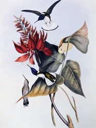 Vithalsad jakobin (Florisuga mellivora), gravyr från Monograph of Trochilidae eller Humming Birds (1849-1861), av John Gould (1804-1881)
