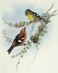 Vitvingad korsnäbb (Loxia leucoptera), Gravyr av John Gould