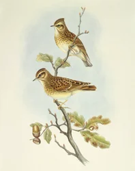 Trälärka (Lullula arborea), Gravyr av John Gould