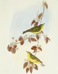 Träsångare (Phylloscopus sibilatrix), Gravyr av John Gould