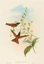 Diphogena aurora (Goulds regnbåge)