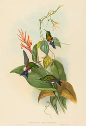 Eriocnemis cupreiventris (Puff-Leg med kopparventilation)