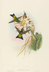 Glödande Puff-Leg (Glowing Puff-Leg)
