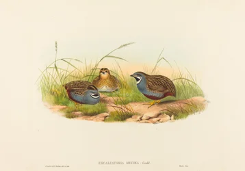 Excalftoria minima (blåbröst vaktel)