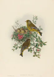 Ligurinus chloris (grönfink)