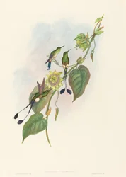 Spathura underwoodi (White-footed Racket-Tail)