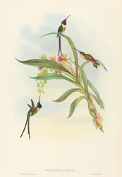 Tharmastura enicura (smal saxsjärt)
