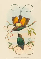 Diphyllodes chrysoptera (Magnificent Bird of Paradise)