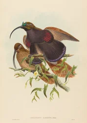 Drepanornis albertisi (svartnäbbad skärnäbbsparadisfågel)